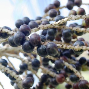 Популярный привлекательный завод по производству экстрактов ягод асаи в Порту