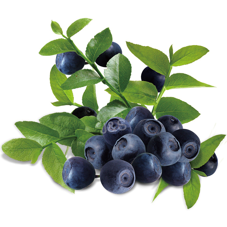 Best Price for
 Bilberry extract Factory from Portugal