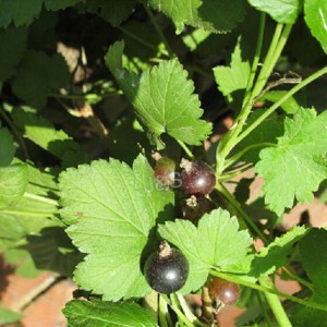 Manufacturing Companies for Blackcurrant Extract Factory from Juventus
