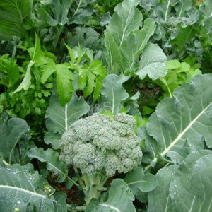Hot-selling attractive price Broccoli powder in New Delhi