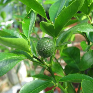 Популярный привлекательный экстракт Citrus Aurantium оптом в Израиль