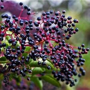 Hot New Products Elderberry Extract Factory from Portugal