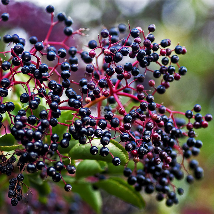 One of Hottest for
 Elderberry Extract Factory from Australia