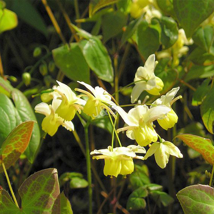 Short Lead Time for
 Epimedium Extract Wholesale to Japan