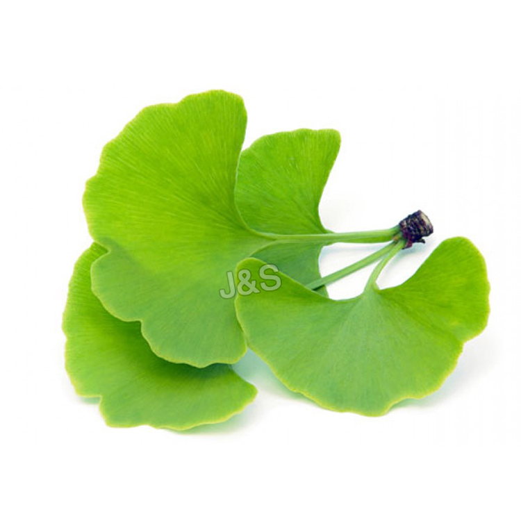 Special Price for
 Ginkgo Biloba Extract Factory from Japan