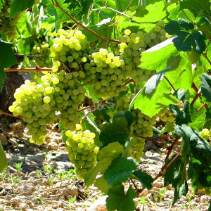 Cheap PriceList for Grape Skin Extract Factory from Lebanon