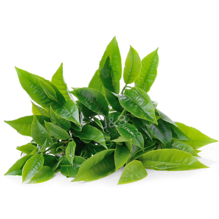High Definition For
 Green tea extract Factory for Dominica