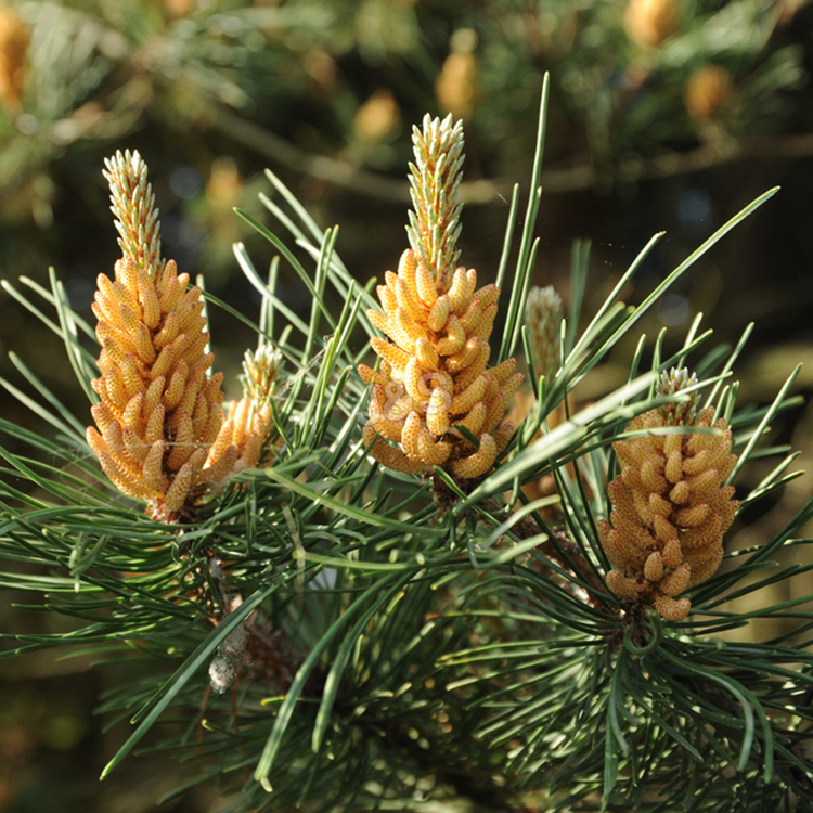 How much do you know about Pine bark extract?