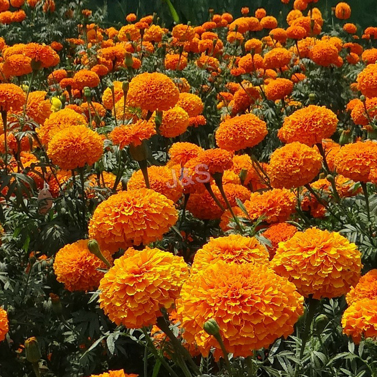 New Delivery for
 Marigold extract Factory for Netherlands