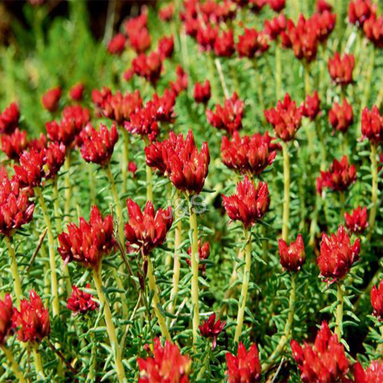 Excellent quality for
 Organic Rhodiola Rosea Extract Factory for Mombasa