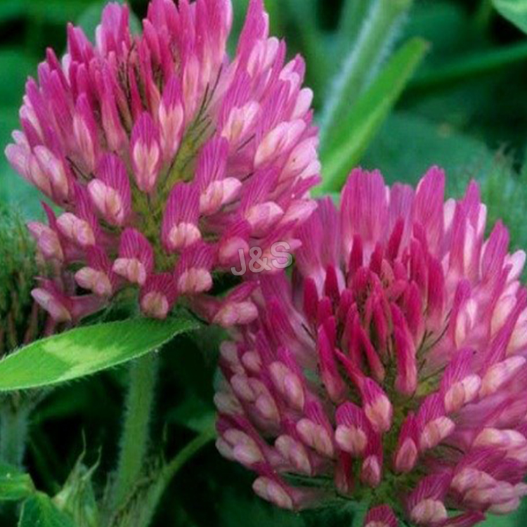 Manufacturer for
 Red clover extract Factory in Uganda