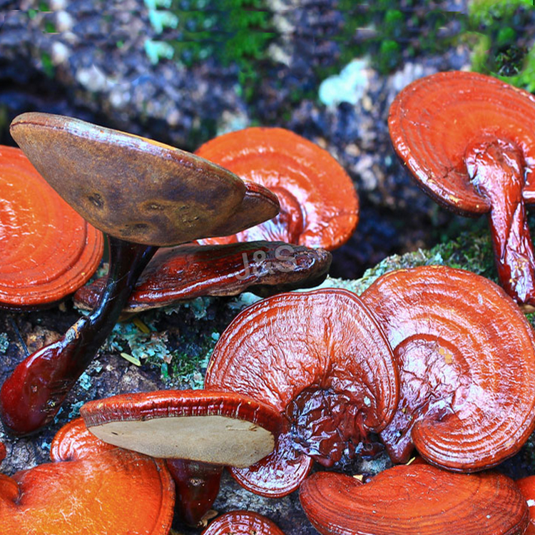 Cheap PriceList for
 Reishi Mushroom Extract Factory for Canberra