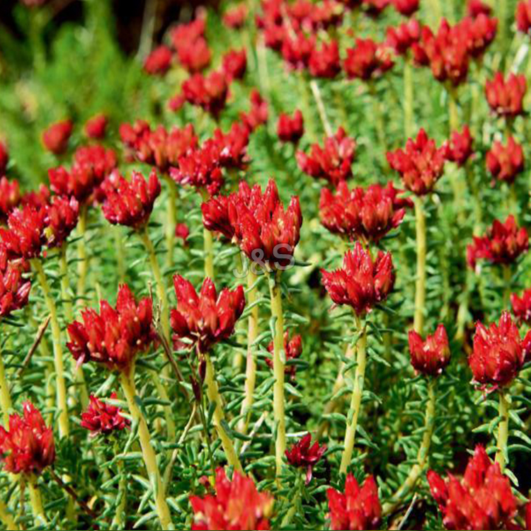 Professional Manufacturer for
 Rhodiola Rosea Extract Factory from Uzbekistan
