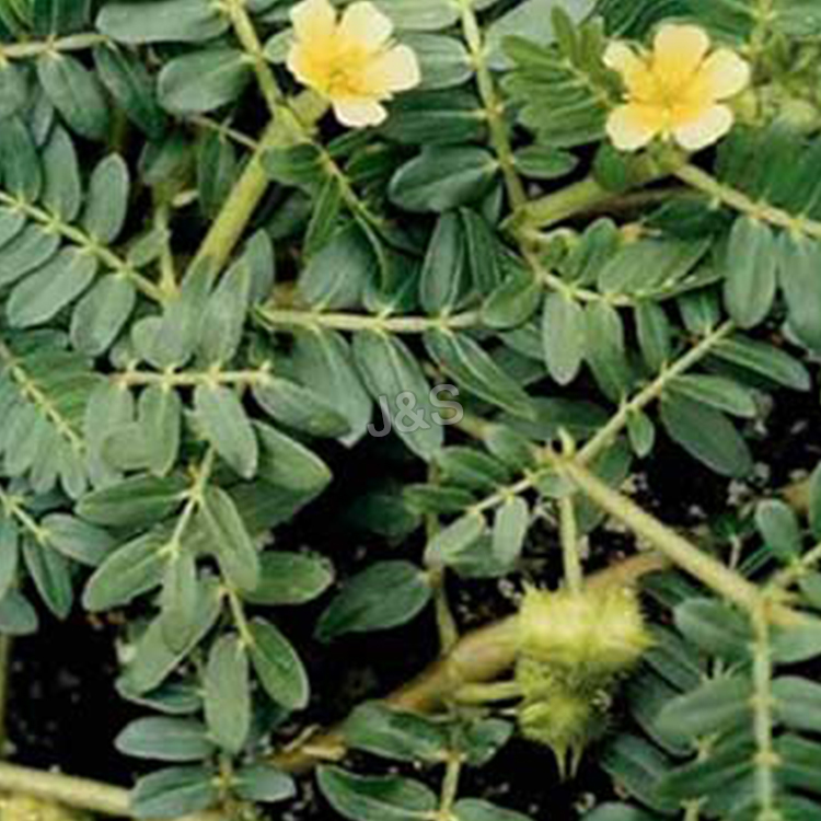 12 Years Manufacturer
 Tribulus terrestris extract Factory from Peru