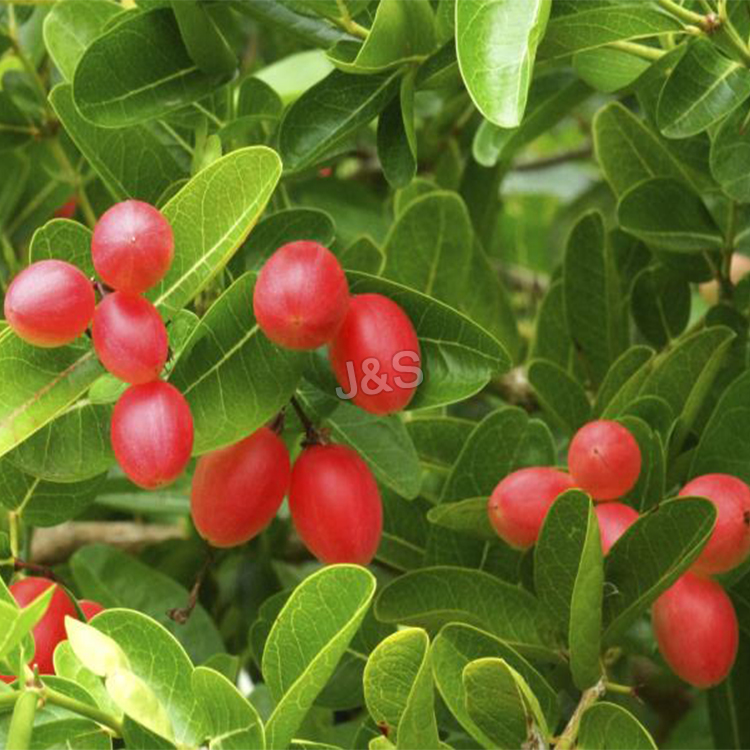 11 Years Manufacturer
 Wolfberry Extract Wholesale to French